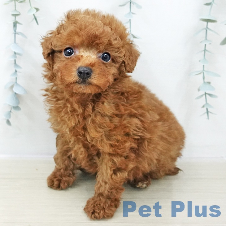 トイ・プードル