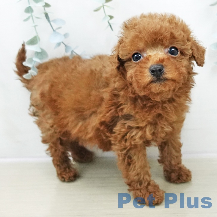 トイ・プードルの写真2