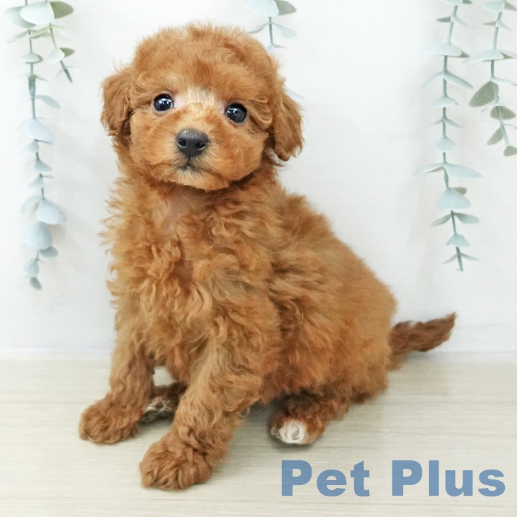 トイ・プードル