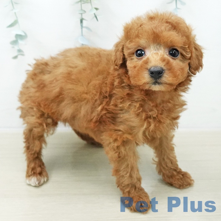 トイ・プードルの写真2