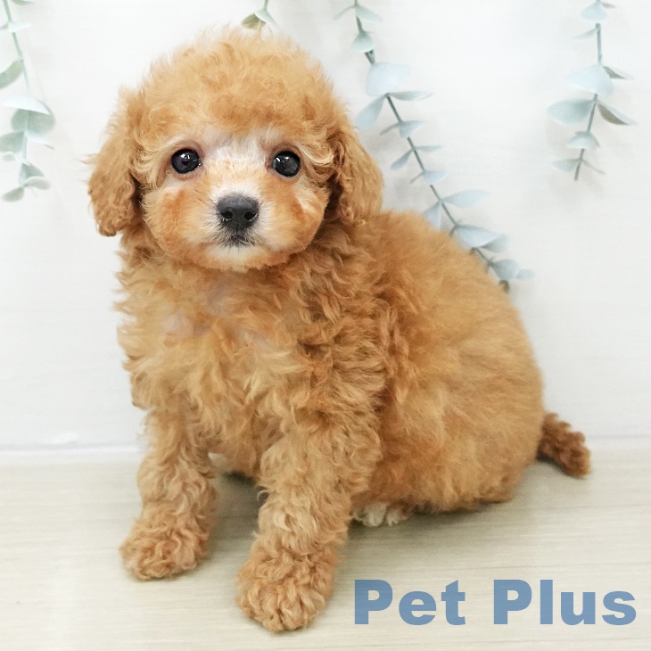 トイ・プードル