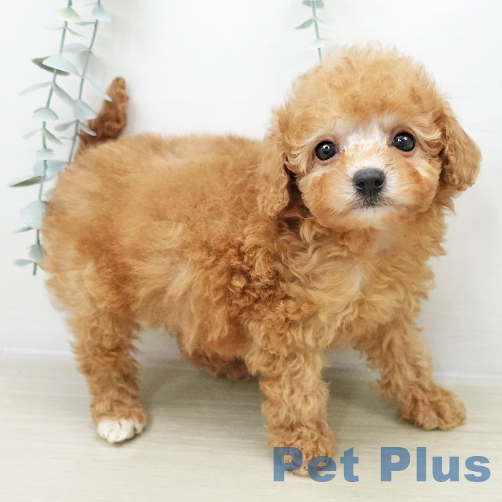 トイ・プードル