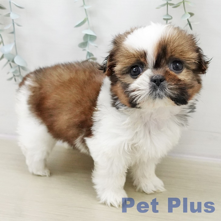 シー・ズーの写真2