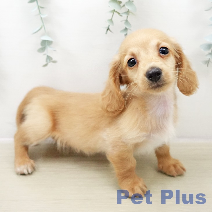 ミニチュア・ダックスフンド