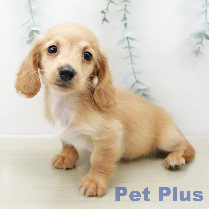 ミニチュア・ダックスフンド