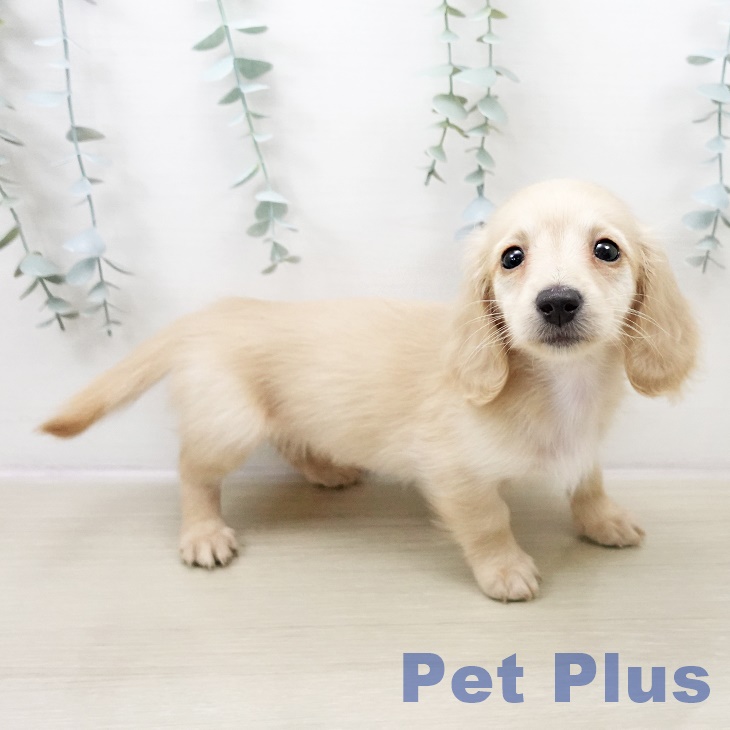 ミニチュア・ダックスフンド