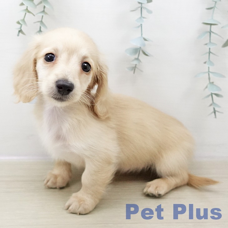 ミニチュア・ダックスフンドの写真2