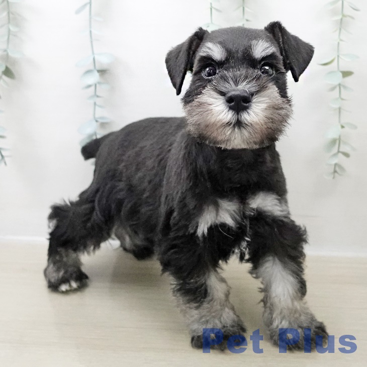 ミニチュア・シュナウザー