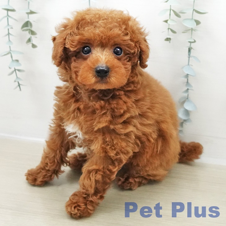 トイ・プードル