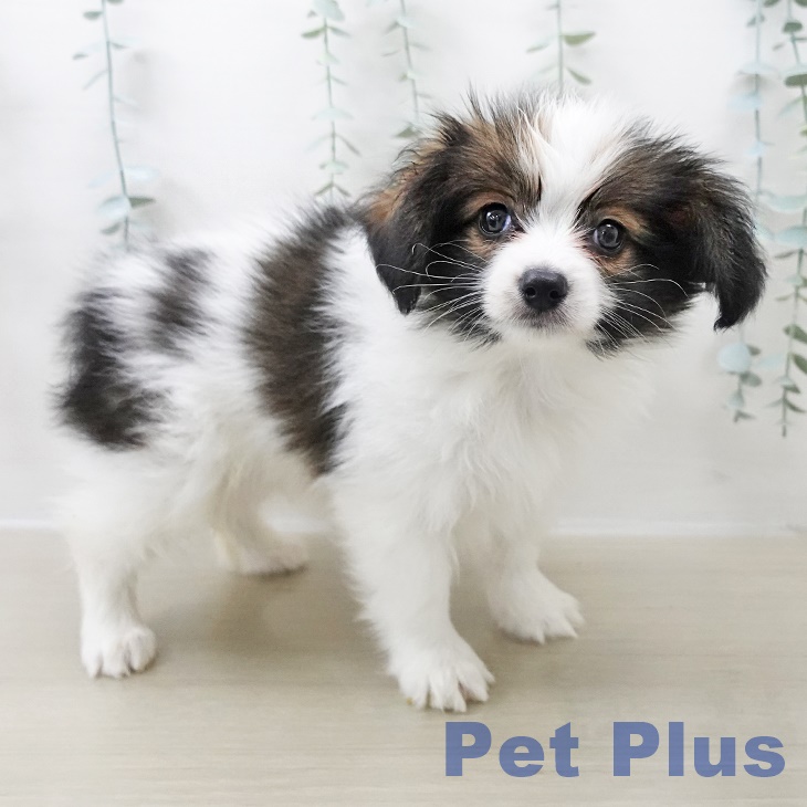 パピヨンの写真2