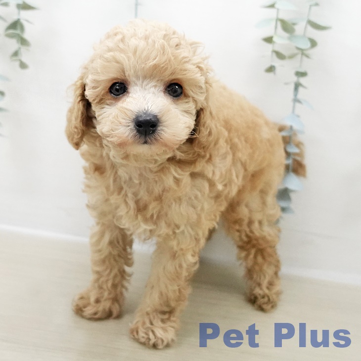 トイ・プードル