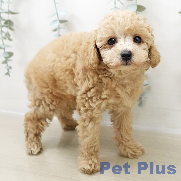 トイ・プードル