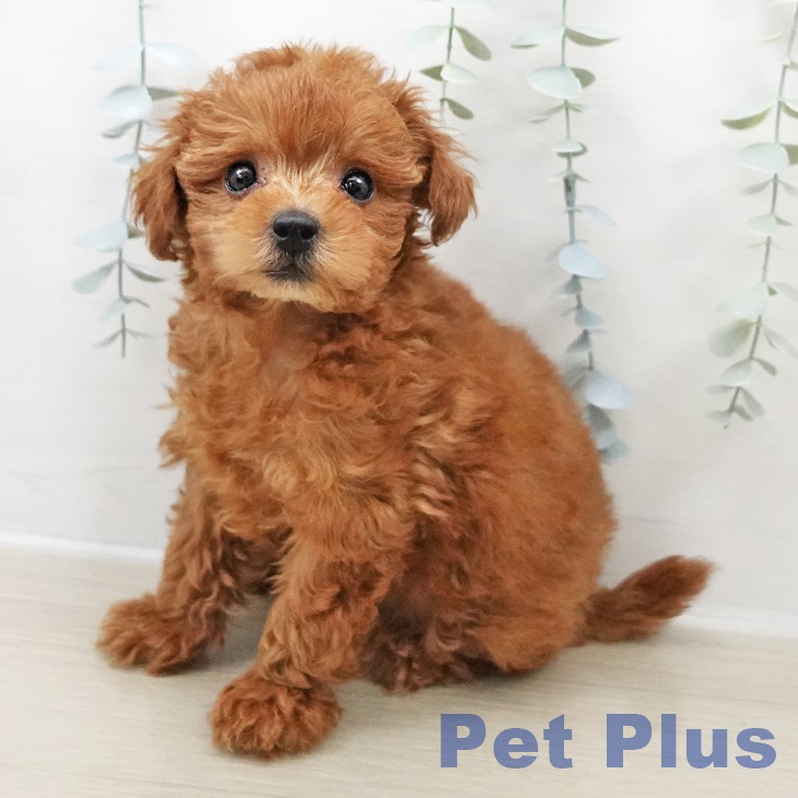 トイ・プードル