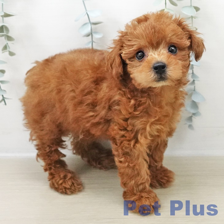 トイ・プードル