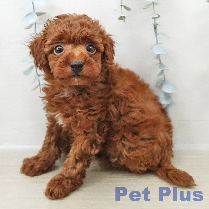 トイ・プードル