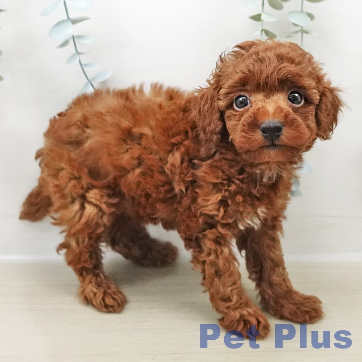 トイ・プードル