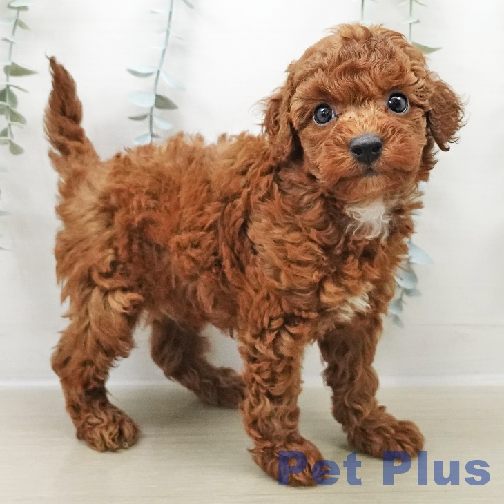 トイ・プードル