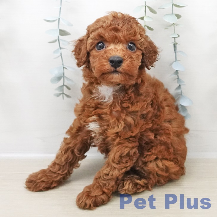 トイ・プードル