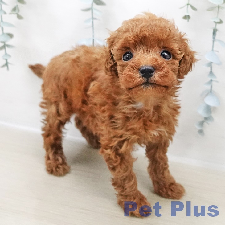 トイ・プードル