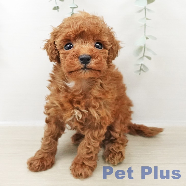 トイ・プードルの写真2