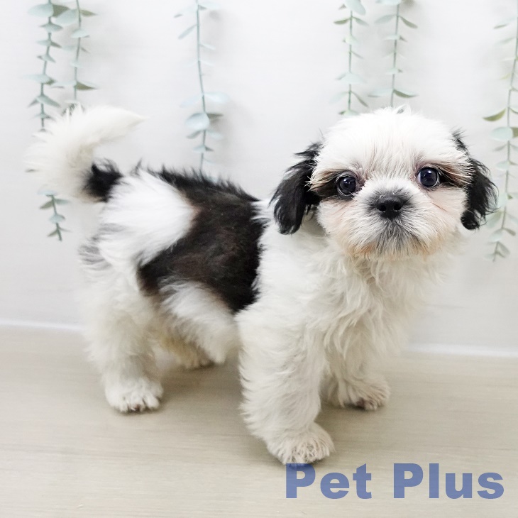 シー・ズーの写真2