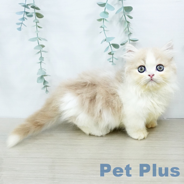 マンチカンの写真2