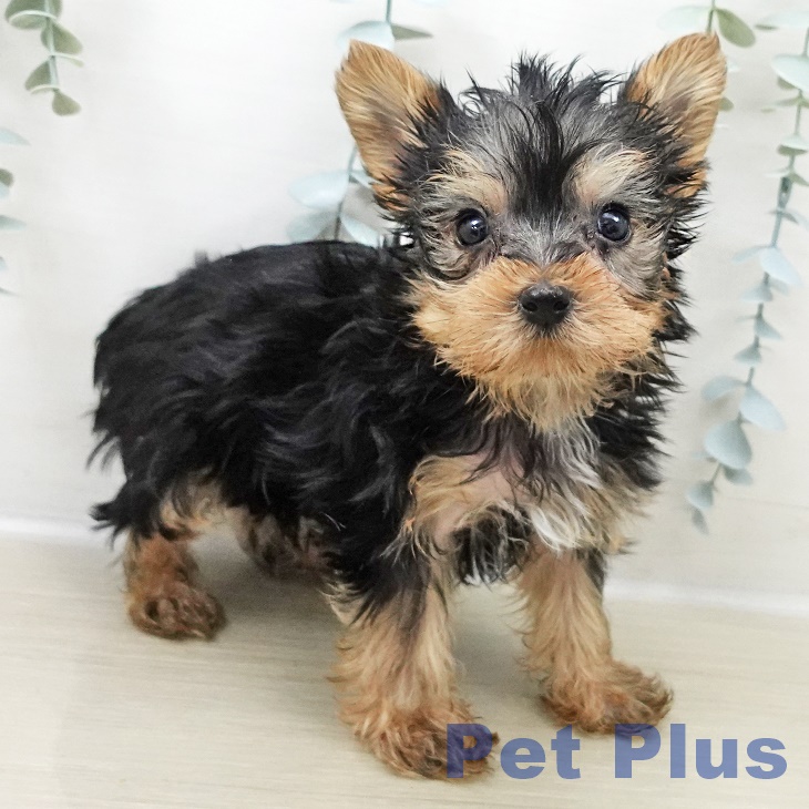 ヨークシャー・テリア