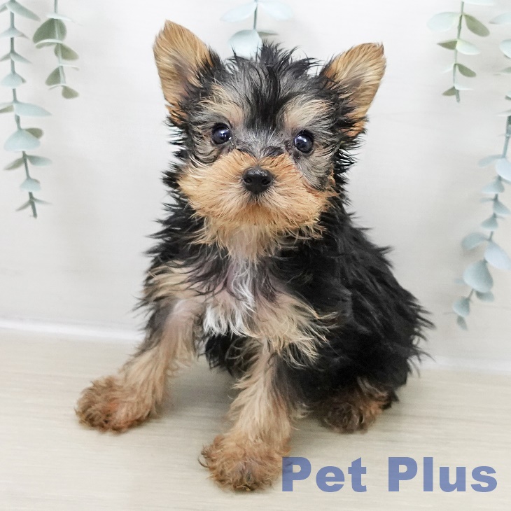 ヨークシャー・テリア