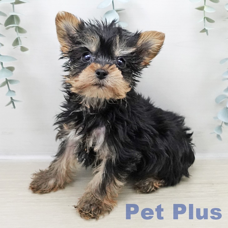 ヨークシャー・テリア