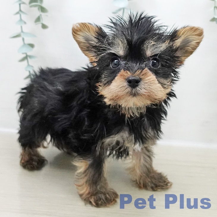 ヨークシャー・テリアの写真2