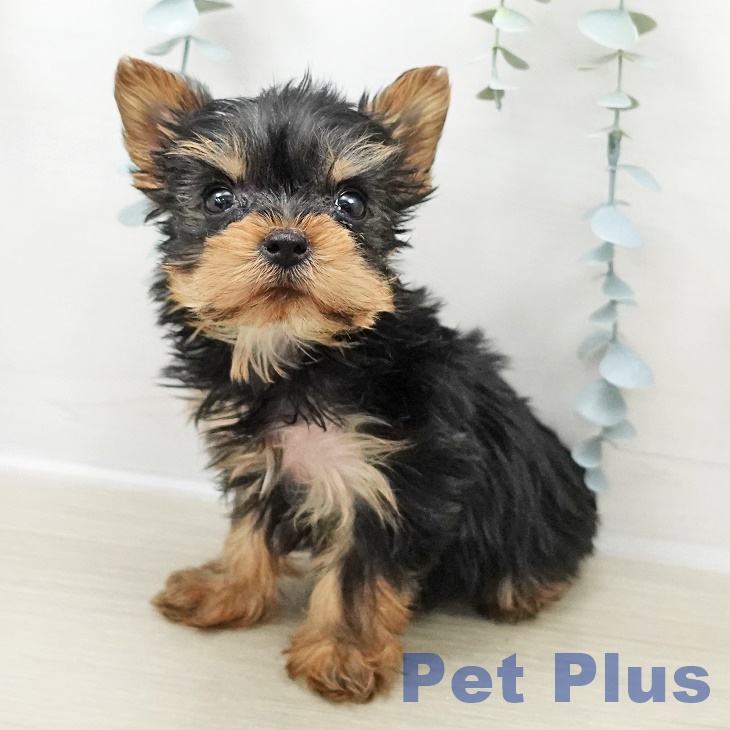 ヨークシャー・テリア