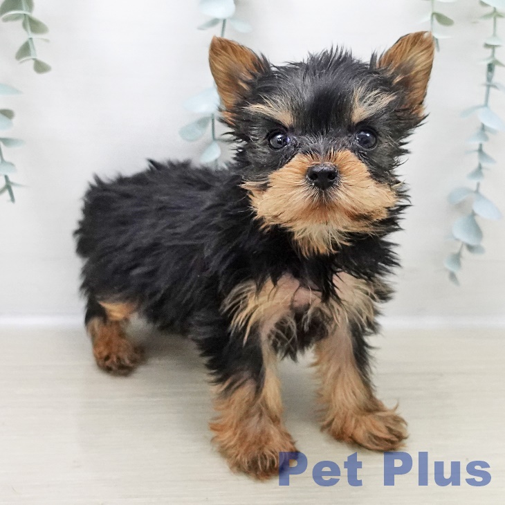 ヨークシャー・テリア