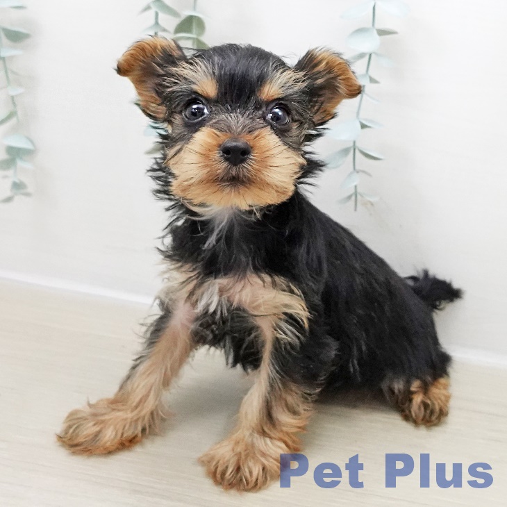 ヨークシャー・テリア