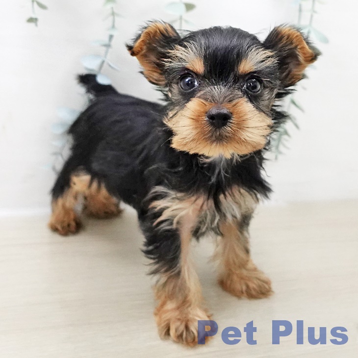 ヨークシャー・テリアの写真2