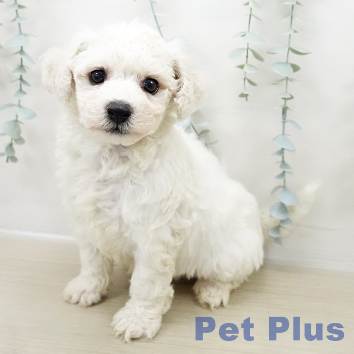 ビション・フリーゼ