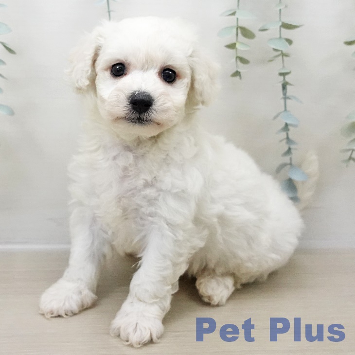 ビション・フリーゼ