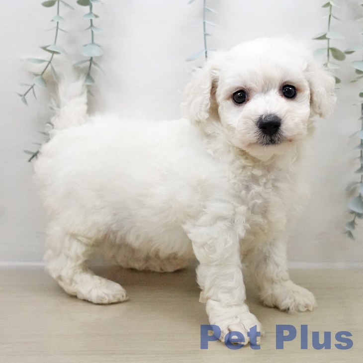 ビション・フリーゼ