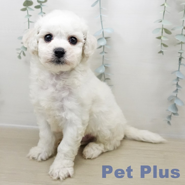 ビション・フリーゼ