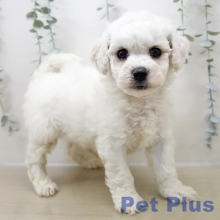 ビション・フリーゼの写真2