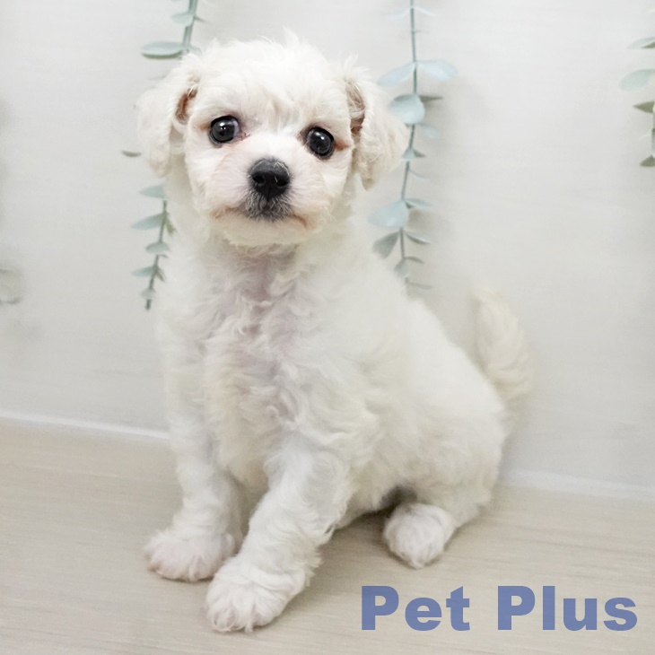 ビション・フリーゼ