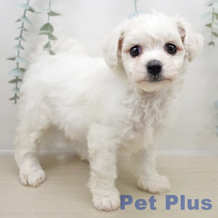 ビション・フリーゼ