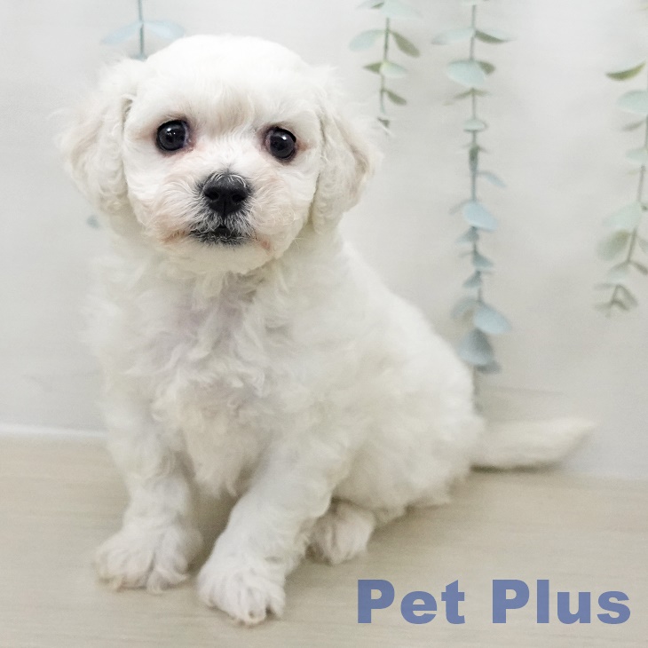 ビション・フリーゼ