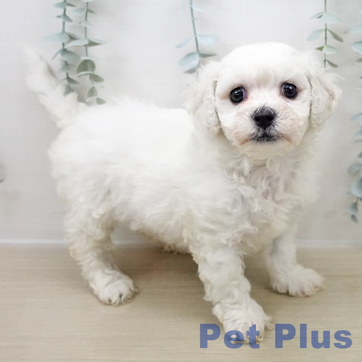 ビション・フリーゼ