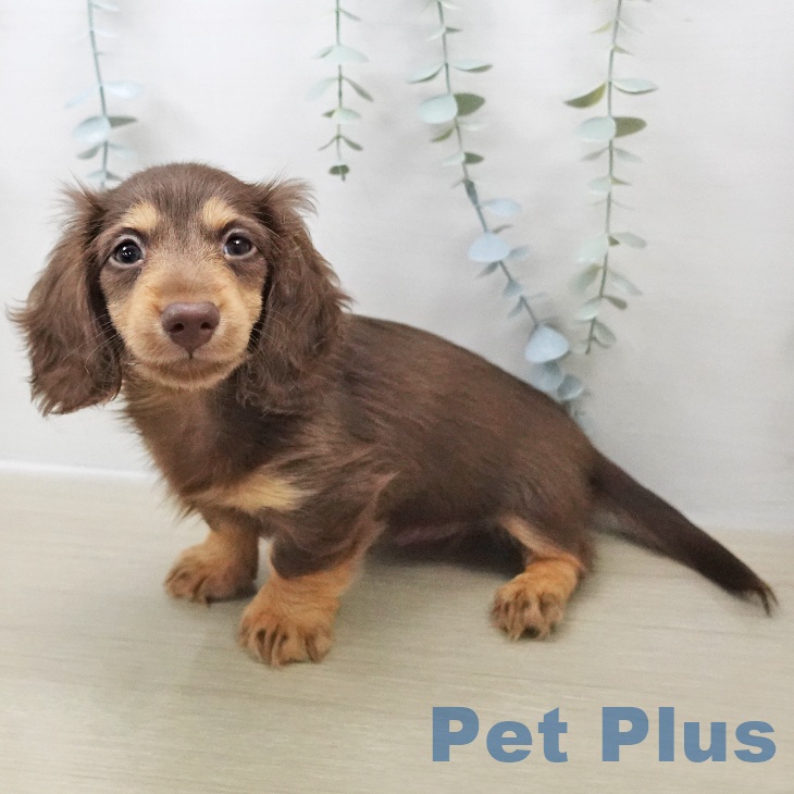 カニーンヘン・ダックスフンド