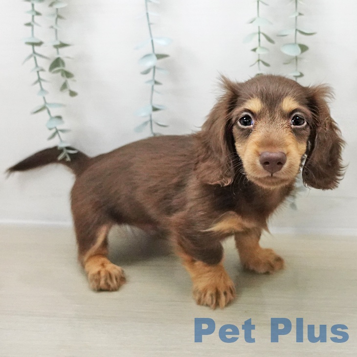 カニーンヘン・ダックスフンドの写真2