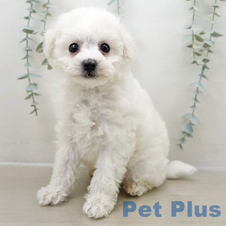 ビション・フリーゼ