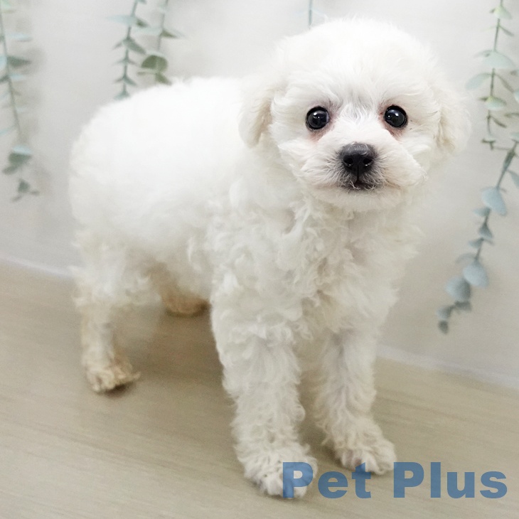 ビション・フリーゼ