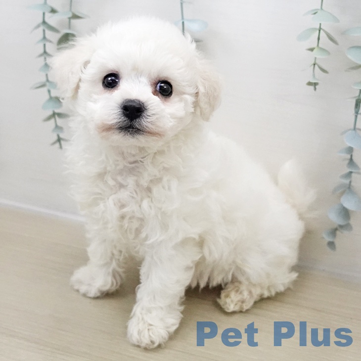 ビション・フリーゼ