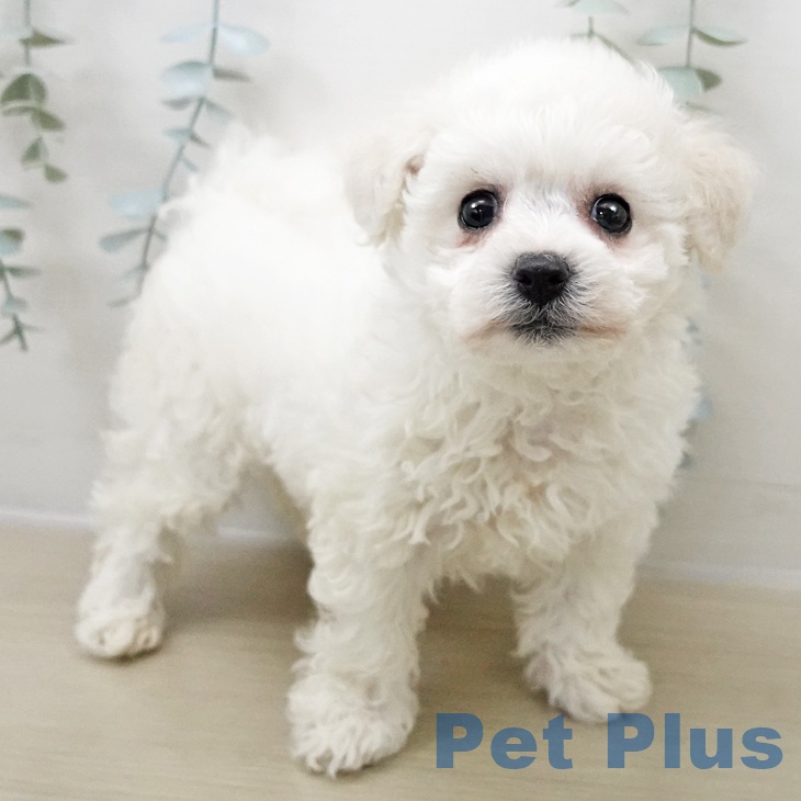 ビション・フリーゼの写真2