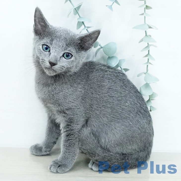 ロシアンブルー